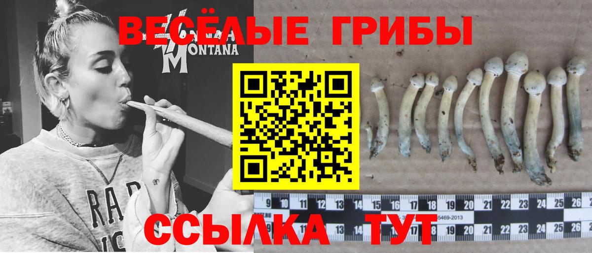 Псилоцибиновые грибы MAGIC MUSHROOMS  Вход с VPN  Истра  Галлюциногенные грибы Cubensis 